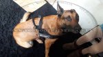 Belgium Shepherd Dog Harness for Training, Weight Pulling_1