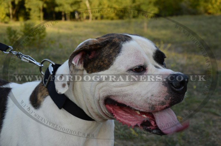 Durable Nylon Dog Collar For American Bulldog