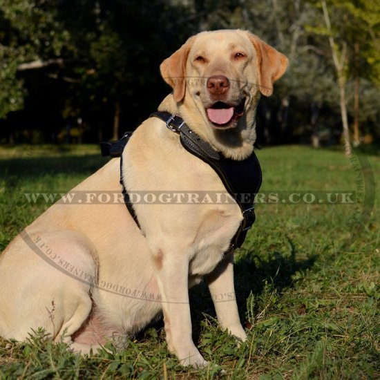 Strong Labrador Retriever Dog Harness