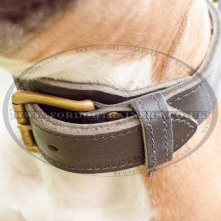 American Staffordshire Bull Terrier Strong Collar with Handle