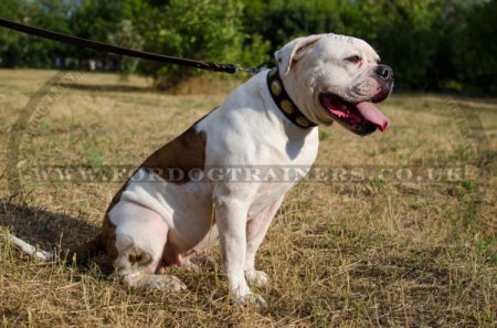 Dog Leather Collar for Bulldog | American Bulldog Collars UK
