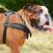 English Bulldog Harness for Sport | Weight Pulling Dog Harness