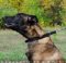 Dog Collar for Malinois Training | Dog Slip Collar with Buckle