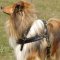 Dog Harness for Tracking | Comfy Dog Harness for Collie