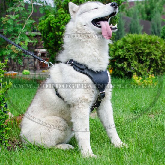 High-Quality Comfortable Leather Dog Harness For Husky