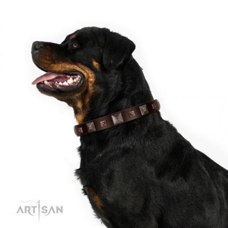 Brown Studded Buckle Dog Collar FDT Artisan For Reliable Control