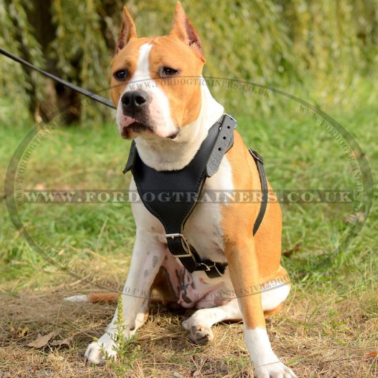 Staffordshire Bull Terrier Leather Dog Harness Best Choice