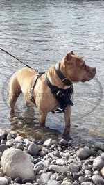 Strong & Soft Padded Leather Dog Harness K9_1
