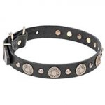 Premium Quality Leather Dog Collar with Stylish Brass Elements