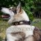 Siberian Husky Collars Vintage Style | Dog Collars with Plates