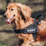 Multipurpose Nylon Anti Pulling Dog Harness for Cocker Spaniel