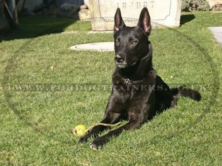 Solid Rubber Ball for Dogs 2.4 in, The Best Strong Dog Toy for Training