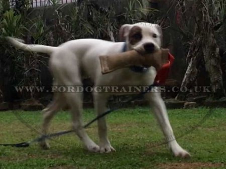 Strong Jute Bite Tug for Dog Training with 1 Handle