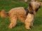 Briard Harness UK Bestseller | Nylon Dog Harness with Handle