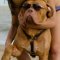 Dog De Bordeaux Harness Luxury Design | Dog De Bordo Harness