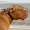 Simply Smart Leather Dog Collar with Buckle for Dog De Bordeaux