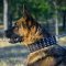 2.5 in Wide Dog Collar for German Shepherd with Spikes