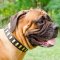 Handmade Bullmastiff Collars with Elegant Brass Plates