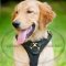 Agitation Padded Leather Dog Harness with Brass Fitting