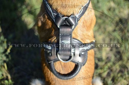 Belgian Shepherd Malinois Dog Training Harness with Painting