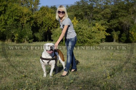 American Bulldog Harness for Tracking/Pulling