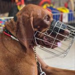 Best Design Wire Dog Muzzle for Rhodesian Ridgeback Dog_1