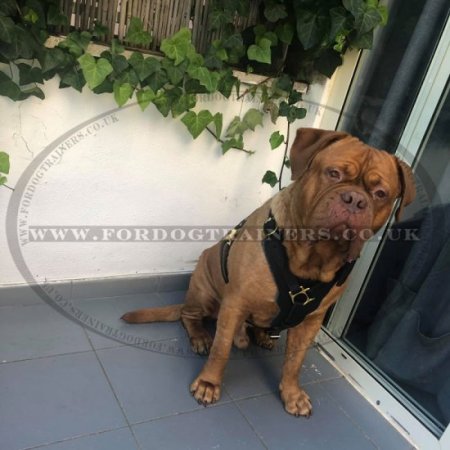 Dogue de Bordeaux Harness Bestseller | Harness for Dog Debordo