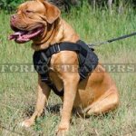 Dogue De Bordeaux Training Dog Harness | Dog Harness with Handle