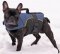 French Bulldog Harness with Handle | Dog Wear for French Bulldog