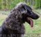 Caucasian Shepherd Elite Big Dog Collar "Barbed Wire"