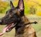 "Safe Control" Leather Choker Dog Collar 0.4 in for Malinois