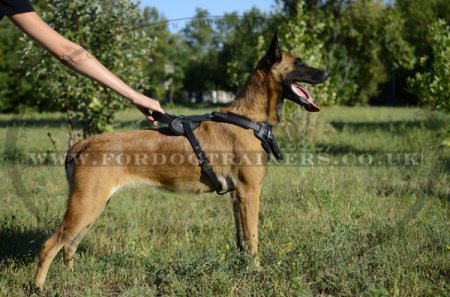 Protection/Attack Leather Dog Harness for Belgian Malinois