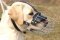 Wire Dog Muzzle for Labrador | Best Dog Muzzle for Labrador