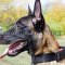 Nylon Dog Collars for Belgian Shepherd Malinois Training NEW