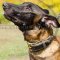 Handmade Dog Collar for Belgian Malinois | Luxury Dog Collars UK