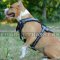 Designer Dog Harness "Barbed Wire" for Pit Bulls for Sale