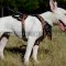 English Bull Terrier Dog Harness "Flame" Design