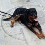 The Best Lead for Rottweiler with Clip on Both Ends and O-Ring