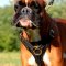 Boxer Harness UK Leather + Brass | Leather Dog Harness for Boxer