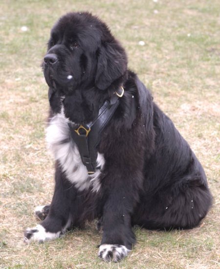 Protection/Attack Leather Dog Harness for Newfoundland
