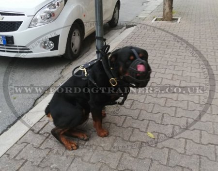 Strong Basket Rottweiler Leather Muzzle Soft and Light