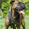 The Best Walking Harness for Boxer Dog Luxury Look and Comfort