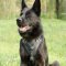 K9 Leather Dog Harness for German Shepherd UK Bestseller