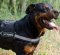 Reflective Dog Harness for Rottweiler Service Dogs, with Patches