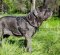 Italian Mastiff Training Dog Harness | Mastiff Dog Harness
