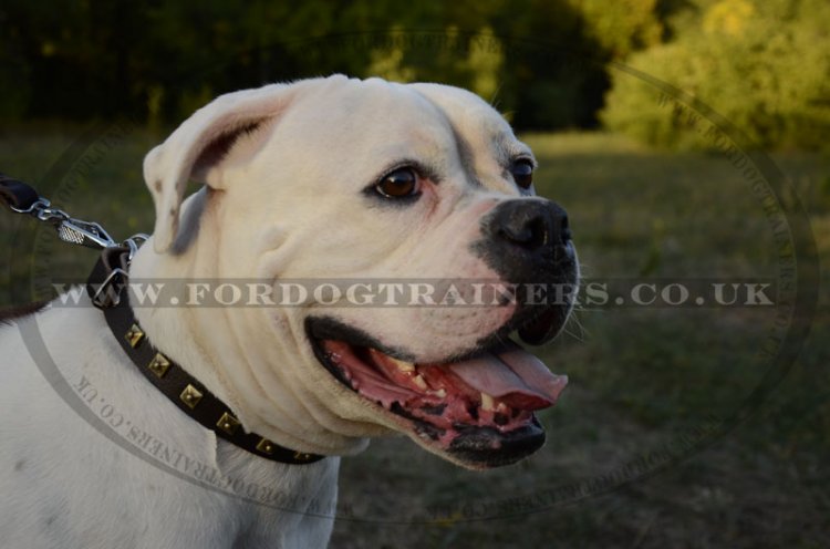 Durable Dog Collar For American Bulldog