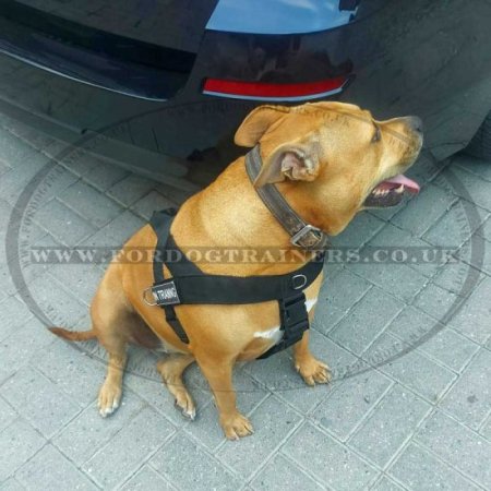 Pitbull Harness UK for Dog Training | Nylon Harness for K9 Dogs