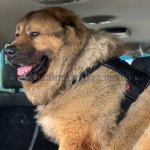 Light & Strong Padded Nylon Dog Harness with Handle XS-XL Sizes_6
