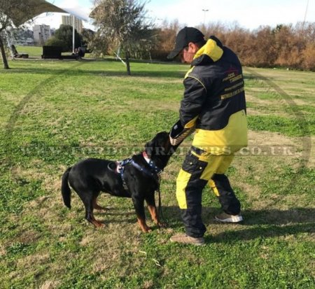 NEW! Police Dog Training Suit for Sale from the Producer
