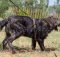 Quick-Release Durable Dog Walking Harness for Caucasian Shepherd
